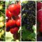 Белорусский сад без усилий: фруктово-ягодные сорта, которые приживутся. Рекомендации эксперта