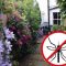10 растений, которые отпугивают комаров