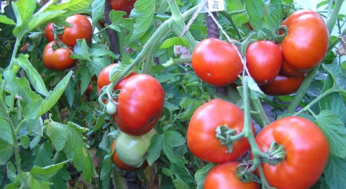 Сорта томатов для Северной полосы России