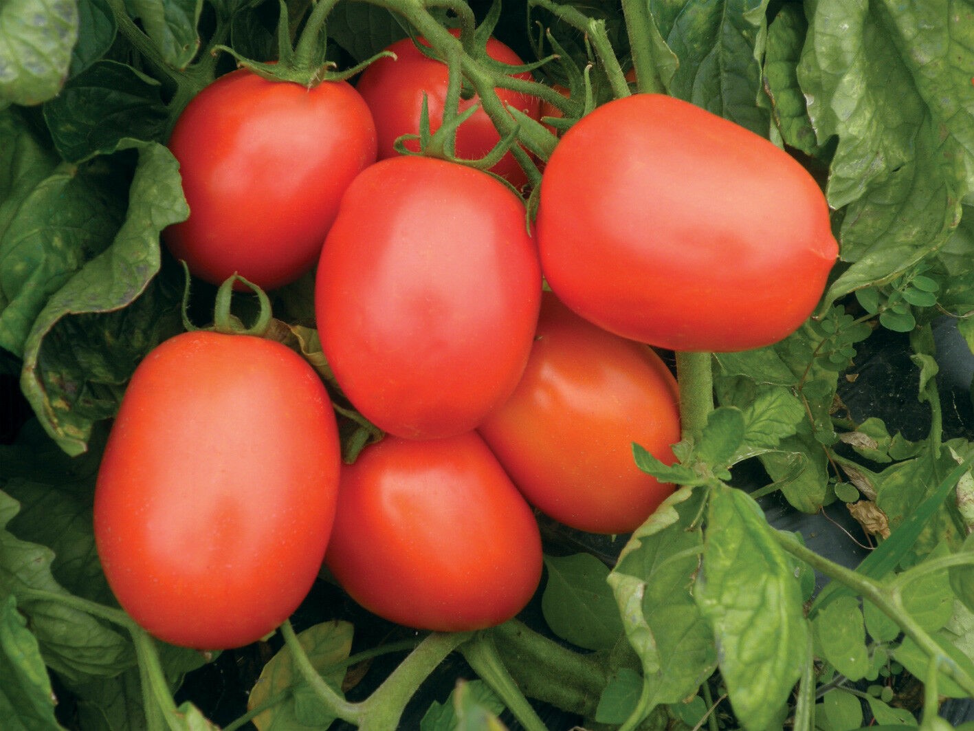 ТОП-3 детерминантных сортов томатов с фото