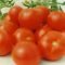 ТОП-3 детерминантных сортов томатов с фото