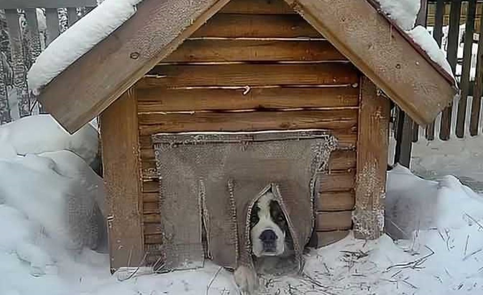 Как не оставить свою верную сторожевую собаку без защиты от холода в зимнее время года