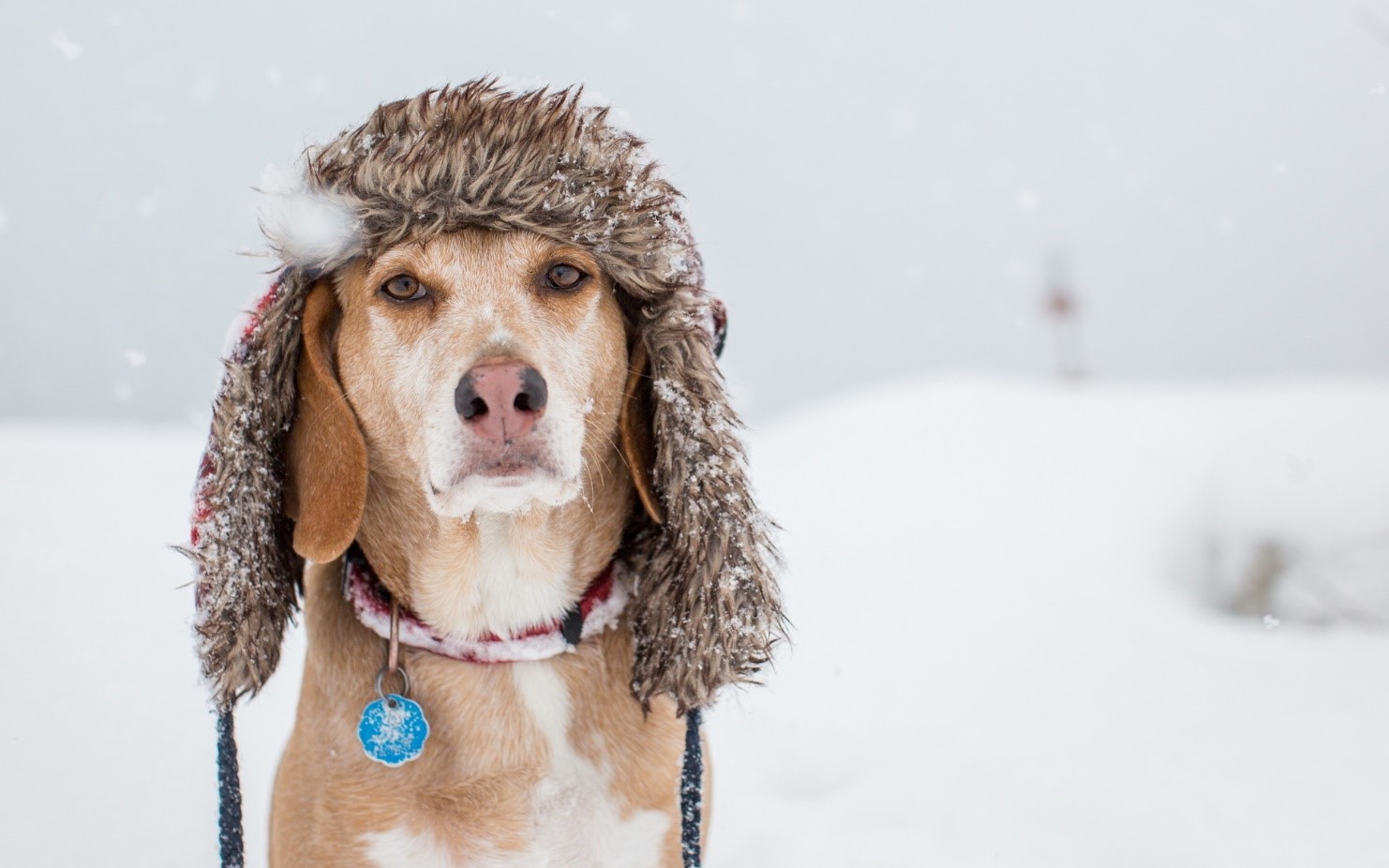 Как не оставить свою верную сторожевую собаку без защиты от холода в зимнее время года