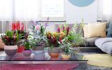 Цветы для дома: критерии выбора растений, параметры здорового состояния