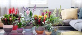 Цветы для дома: критерии выбора растений, параметры здорового состояния