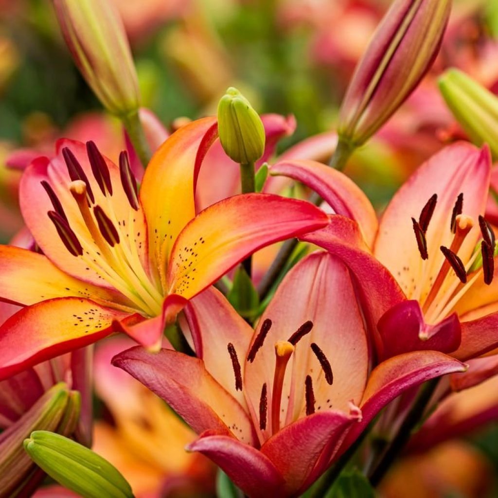 Пахучие лилии: сорта с приторным ароматом и методы его устранения дома