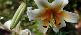 Пахучие лилии: сорта с приторным ароматом и методы его устранения дома